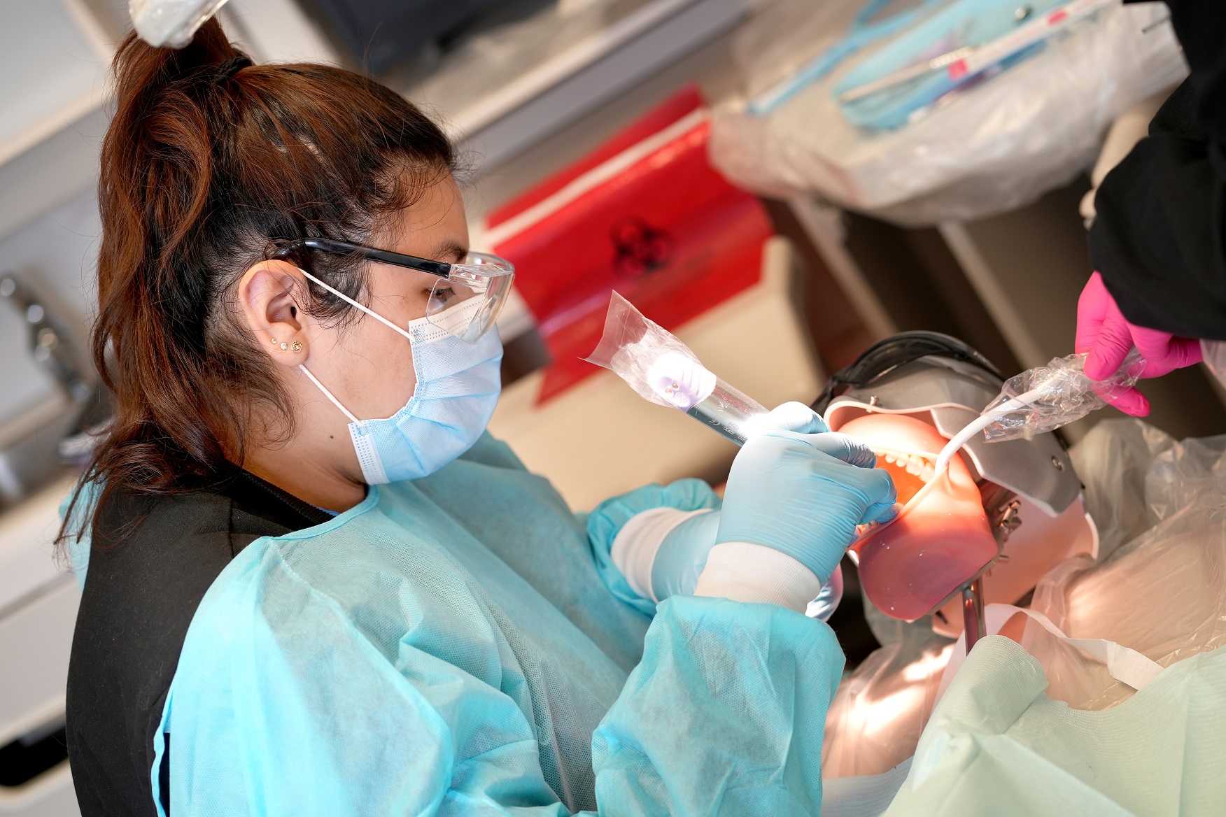 A dental student inspecting a fake set of teeth.